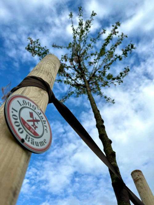 Naumburg / Saale: Pflanzaktion 1000 Bäume Frühjahr 2024. Link Zum Beitrag